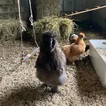 Hansecottage アパート シュトッケルスドルフ