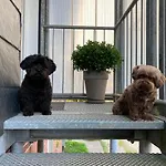 Hansecottage Апартаменты Штоккельсдорф